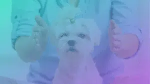 reiki-em-animais-e-plantas